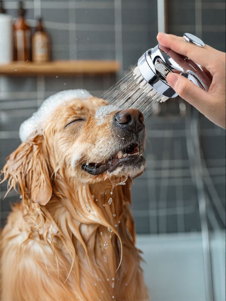 Μπάνιο σκύλου από groomer