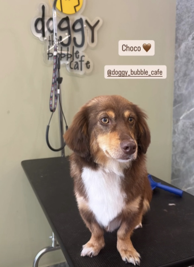Choco